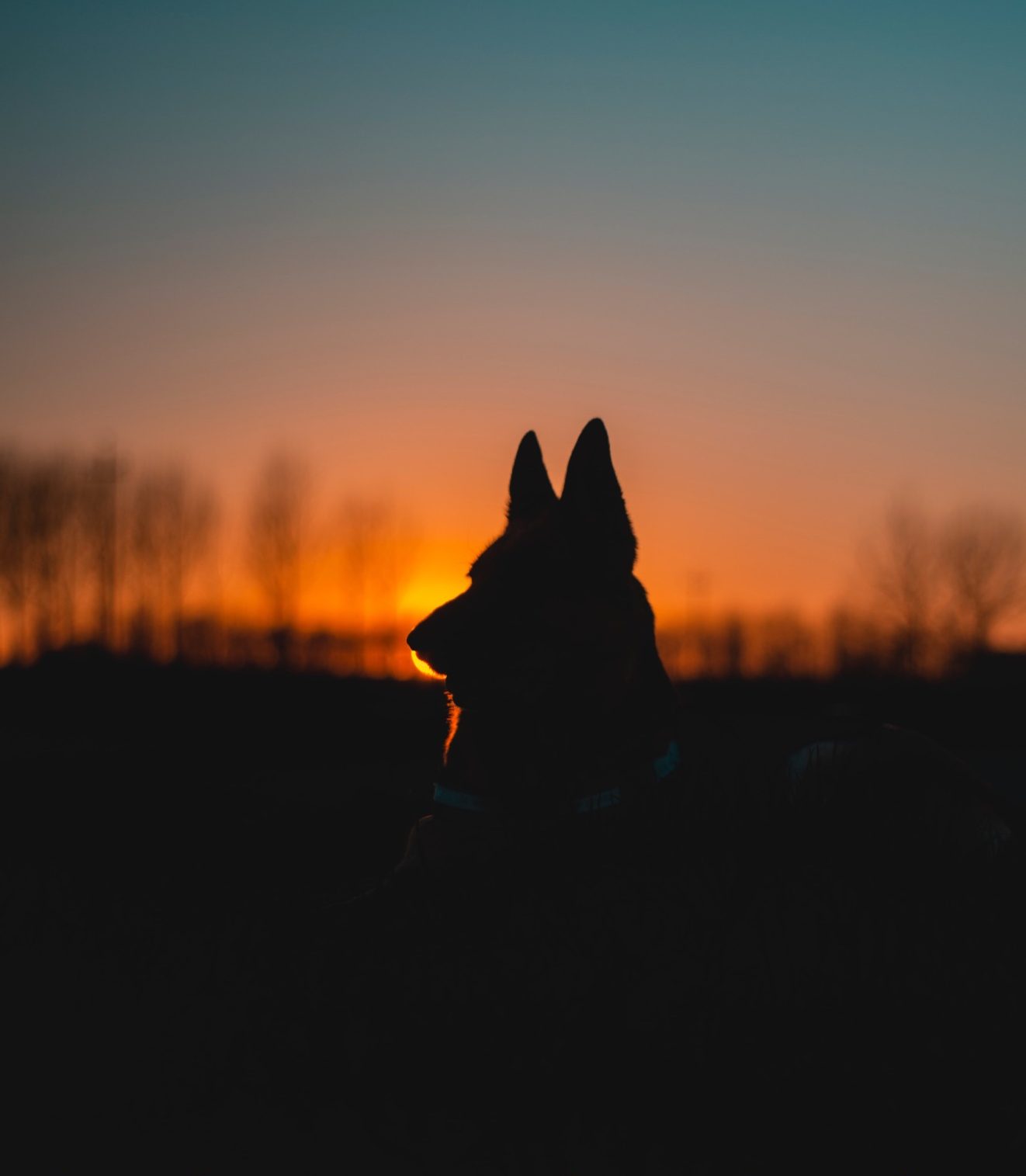 Security Dog Patrols